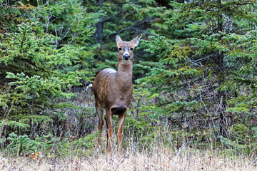 Virginia doe deer surprised at the Bic National Park