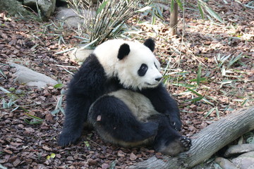 Fototapeta na wymiar Panda is Posing Funny, Panda Valley, China