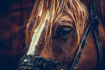Beautiful brown horse portrait on a farm