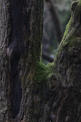 Close up Moss  on the Tree Bark in Autumn, The beautiful texture of Nature