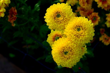Colorful yellow and orange chrysanthemum flower bloom in the farm.