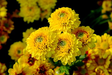 Colorful yellow and orange chrysanthemum flower bloom in the farm.