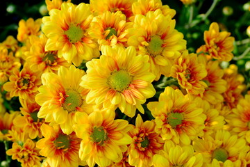 Colorful yellow and orange chrysanthemum flower bloom in the farm.