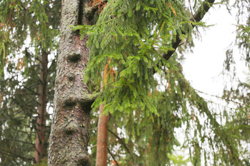 Late Autumn Pine tree closeup