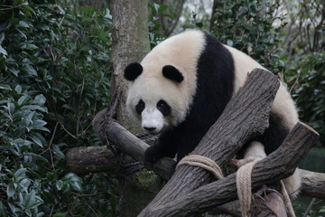 Fototapeta premium Cute Panda Cub in the Playground, Chengdu, China