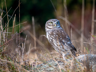 Little owl (Athene noctua) sitting on rock. Dark forest in background. Little owl portrait. Owl sitting on rock. Owl on rock.