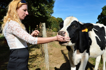 A cow heifer, dairy cow breed with a blond woman.  Animal welfare with a woman farmer.
