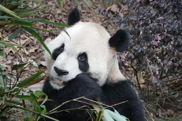 Obraz premium Curious Giant Panda While Eating Bamboo leaves, China
