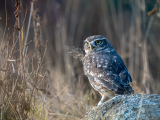 Little owl (Athene noctua) sitting on rock. Dark forest in background. Little owl portrait. Owl sitting on rock. Owl on rock.