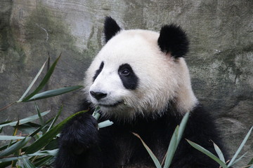 Obraz premium Close up Panda's Face, Panda Valley, China