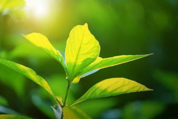 nature view of green leaf. nature background