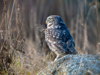 Little owl (Athene noctua) sitting on rock. Dark forest in background. Little owl portrait. Owl sitting on rock. Owl on rock.