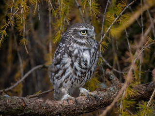 Little owl (Athene noctua) sitting on rock. Dark forest in background. Little owl portrait. Owl sitting on rock. Owl on rock.
