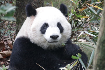 Obraz premium Close up Panda'face, very Fluffy and Cute
