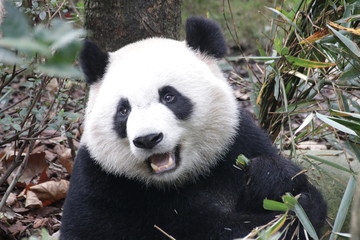 Obraz na płótnie Canvas Close up Panda'face, very Fluffy and Cute