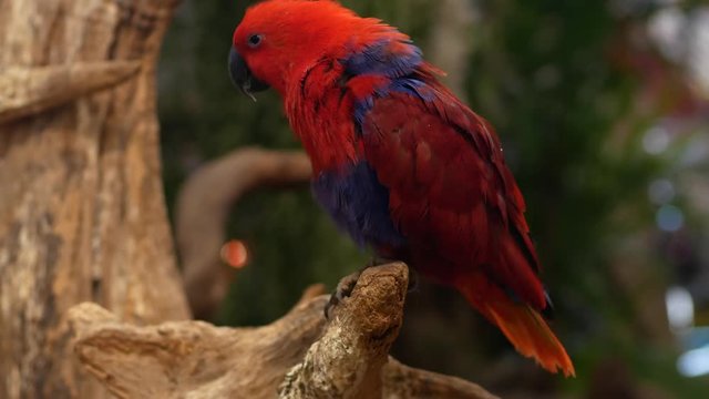 Macore Bird Hold on tree branch. Beautiful macore Parrot bird standing on a wooden.