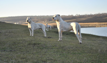 Dogo Argentino