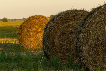 Hay bale. Agriculture field with sky. Rural nature in the farm land. Straw on the meadow. Wheat yellow golden harvest in summer. Countryside natural landscape. Grain crop, harvesting.