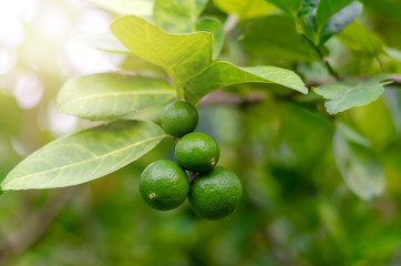 Lemonade on the tree in the garden.