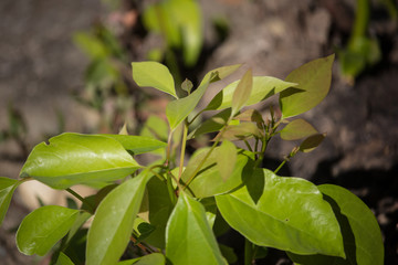 Young Leaf of Cinnamomum camphora tree
