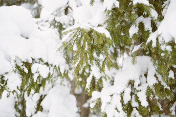 Tree brunches covered with snow caps after the snowfall close up. Winter background. 