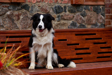 Dog breed Border Collie