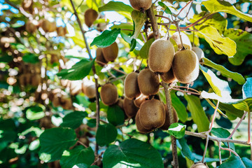 Kiwi tree with fruit and leaves