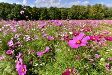 日本のコスモスとひまわりのコラボレーション