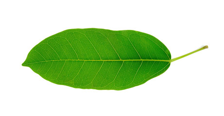 Obraz premium Tropical leaves on white background