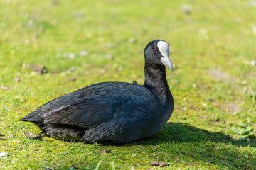 Black bird on the grass field