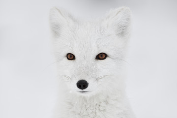 Portrait of young Arctic fox in white winter fur