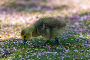 Young canadian goose