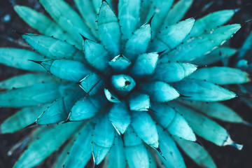 nature poster. succulent close-up