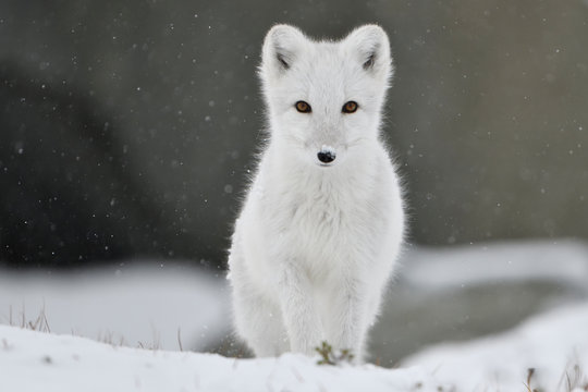 Young Arctic fox in white fur and with snow looking at camera