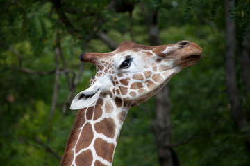 Foto op Canvas Giraffe