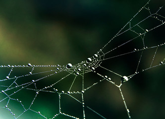 Dew drops on a spider web