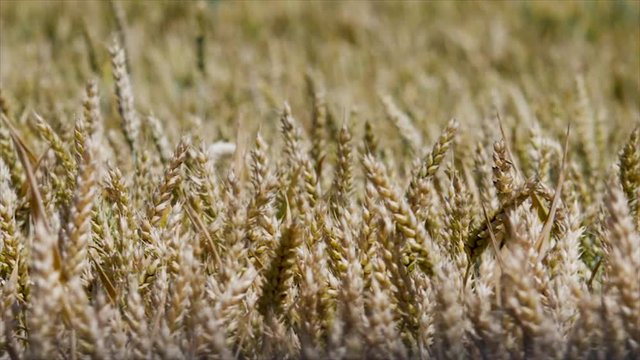 field of wheat in germany (slow-motion)