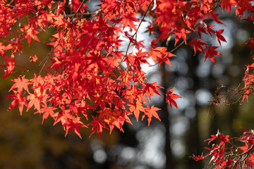 Autumn leaves of Chiba city, Chiba prefecture, Japan / Izumi Nature Park in Chiba City, Chiba prefecture, Japan