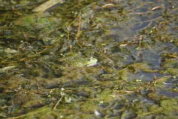 frog in the water