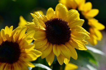 日本のコスモスとひまわりのコラボレーション