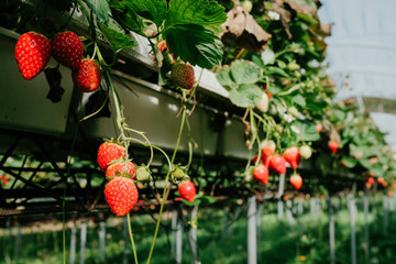 Closeup of fresh ripe strawberries growing in garden