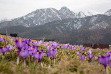 Spring in Tatra Mountains 