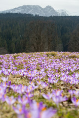 Spring in Tatra Mountains 