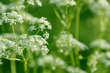Anise flower field. Food and drinks ingredient.