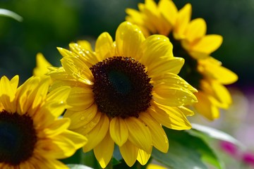 日本のコスモスとひまわりのコラボレーション