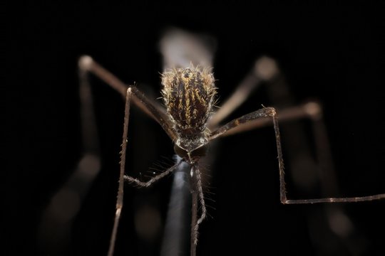 Aedes Vexans