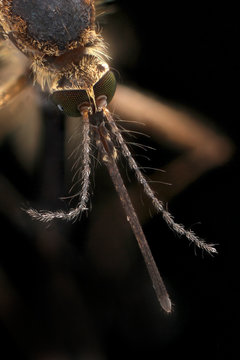 Aedes Vexans