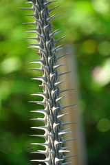 The tree thorn closeup
