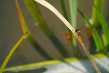 Orange Dragonfly is on the grass leaf