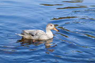 white duck swims in the lake